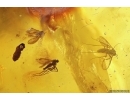 Rare Dustywing Coniopterygidae (probably nov spec!) and More. Fossil inclusions in Ukrainian Rovno amber #11773R