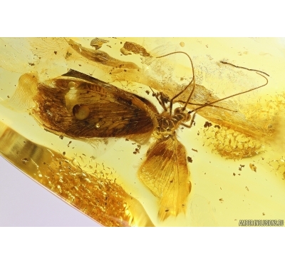 Rare Beaded lacewing Berothidae Elektroberotha groehni. Fossil inclusion in Baltic amber #11774
