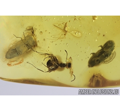 Ant Lasius Schiefferdeckeri, Spider, Two Beetles and More. Fossil inclusions in Baltic amber #11775