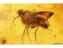 Ant Formicidae Formica gustawi, Psocid Psocoptera and More. Fossil insects in Ukrainian Rovno amber #11776R