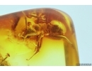 Two Ants Formicidae Formica gustawi, Millipede Polyxenidae and More Fossil insects in Ukrainian Rovno amber #11778R