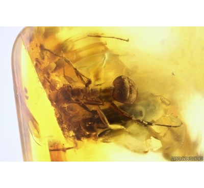 Two Ants Formicidae Formica gustawi, Millipede Polyxenidae and More Fossil insects in Ukrainian Rovno amber #11778R