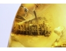 Two Ants Formicidae Formica gustawi, Millipede Polyxenidae and More Fossil insects in Ukrainian Rovno amber #11778R