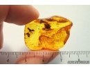 Two Rare Ants Formicidae Dolichoderus balticus. Fossil insects in Baltic amber #11779