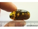 Ant Formicidae Yantaromyrmex Fossil inclusion Ukrainian Rovno amber #11780R
