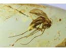 Ant Lasius Schiefferdeckeri and More. Fossil insects in Ukrainian Rovno amber #11781R