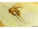 Ant Lasius Schiefferdeckeri and More. Fossil insects in Ukrainian Rovno amber #11781R