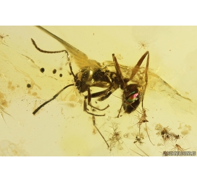 Ant Lasius Schiefferdeckeri and More. Fossil insects in Ukrainian Rovno amber #11781R