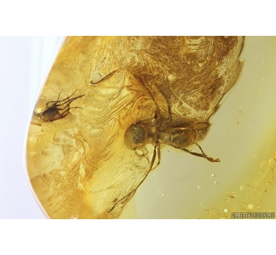 Big Ant Formicidae Formica flori and 4 Long-legged Flies. Fossil insects in Ukrainian Rovno amber #11782R
