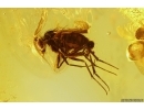 Big Ant Formicidae Formica flori and 4 Long-legged Flies. Fossil insects in Ukrainian Rovno amber #11782R