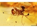 Ant Formicidae Formica flori and Harvestman Opiliones. Fossil inclusions in Baltic amber #11783