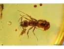 Ant Lasius schiefferdeckeri and More. Fossil insects in Baltic amber #11784