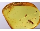 Ant Lasius schiefferdeckeri and More. Fossil insects in Baltic amber #11784