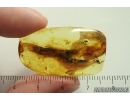 Rare Ant Formicidae: Eotemnothorax gen. nov!  Fossil inclusion in Ukrainian Rovno amber #11785R