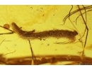 Ground beetle Carabidae, Leaf, Liverwort and Dipterans. Fossil inclusions Baltic amber #11792