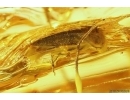 Ground beetle Carabidae, Leaf, Liverwort and Dipterans. Fossil inclusions Baltic amber #11792