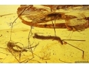 Ground beetle Carabidae, Leaf, Liverwort and Dipterans. Fossil inclusions Baltic amber #11792
