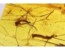Ground beetle Carabidae, Leaf, Liverwort and Dipterans. Fossil inclusions Baltic amber #11792