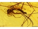 Ground beetle Carabidae, Leaf, Liverwort and Dipterans. Fossil inclusions Baltic amber #11792