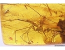 Ground beetle Carabidae, Leaf, Liverwort and Dipterans. Fossil inclusions Baltic amber #11792
