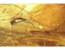 Ground beetle Carabidae, Leaf, Liverwort and Dipterans. Fossil inclusions Baltic amber #11792