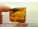 Ground beetle Carabidae, Leaf, Liverwort and Dipterans. Fossil inclusions Baltic amber #11792