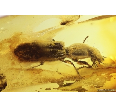 Rare Ground beetle Carabidae Scaritinae Clivinini. Fossil insect in Baltic amber #11793