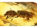 Rare Ground beetle Carabidae Scaritinae Clivinini. Fossil insect in Baltic amber #11793