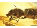 Rare Ground beetle Carabidae Scaritinae Clivinini. Fossil insect in Baltic amber #11793