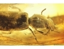 Rare Ground beetle Carabidae Scaritinae Clivinini. Fossil insect in Baltic amber #11793