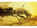 Rare Ground beetle Carabidae Scaritinae Clivinini. Fossil insect in Baltic amber #11793