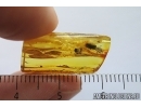 Rare Ground beetle Carabidae Scaritinae Clivinini. Fossil insect in Baltic amber #11793