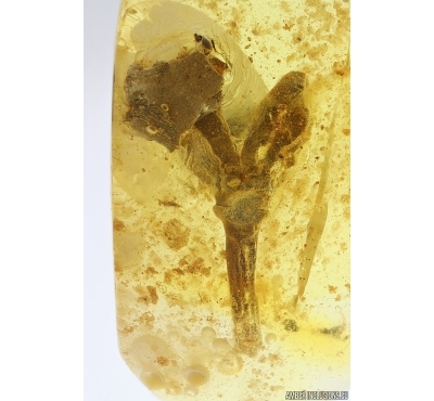 Rare Flower Clethraceae and Ant Head. Fossil inclusions in Baltic amber stone #11794