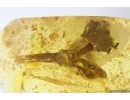 Rare Flower Clethraceae and Ant Head. Fossil inclusions in Baltic amber stone #11794