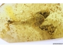 Rare Flower Clethraceae and Ant Head. Fossil inclusions in Baltic amber stone #11794