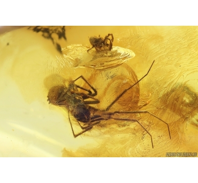 Two Spiders Araneae, Mite Acari and More. Fossil inclusions in Baltic amber stone #11796