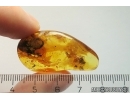 Two Spiders Araneae, Mite Acari and More. Fossil inclusions in Baltic amber stone #11796