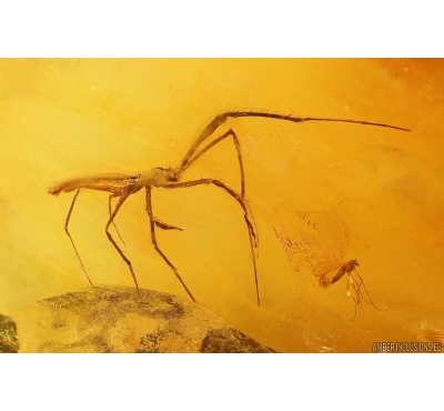 Rare Hackled Orb Weaver Spider Uloboridae and More. Fossil inclusions Big 40g Baltic amber stone #11797