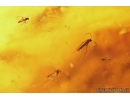 Rare Hackled Orb Weaver Spider Uloboridae and More. Fossil inclusions Big 40g Baltic amber stone #11797