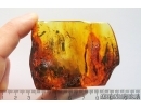 Rare Hackled Orb Weaver Spider Uloboridae and More. Fossil inclusions Big 40g Baltic amber stone #11797