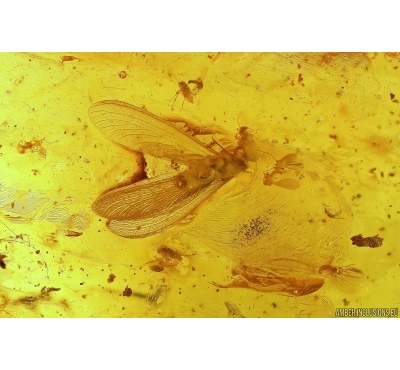 Termite, Beetles, Spider, Mite and More. Fossil inclusions in Big 30g Baltic amber #11798