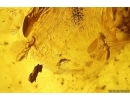 Termite, Beetles, Spider, Mite and More. Fossil inclusions in Big 30g Baltic amber #11798