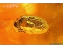 Termite, Beetles, Spider, Mite and More. Fossil inclusions in Big 30g Baltic amber #11798