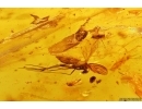 Termite, Beetles, Spider, Mite and More. Fossil inclusions in Big 30g Baltic amber #11798