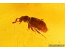 Termite, Beetles, Spider, Mite and More. Fossil inclusions in Big 30g Baltic amber #11798