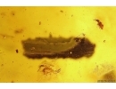 Termite, Beetles, Spider, Mite and More. Fossil inclusions in Big 30g Baltic amber #11798