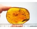 Termite, Beetles, Spider, Mite and More. Fossil inclusions in Big 30g Baltic amber #11798