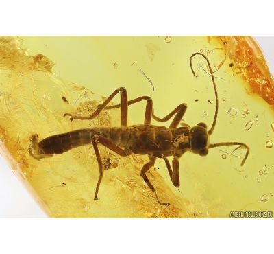 Rare Winged Walking stick Phasmatodea. Fossil inclusion in Baltic amber #11799
