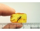 Rare Winged Walking stick Phasmatodea. Fossil inclusion in Baltic amber #11799