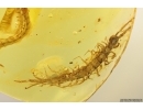 Two Big Centipedes Lithobiidae and Geophilidae. Fossil inclusions in Baltic amber #11800